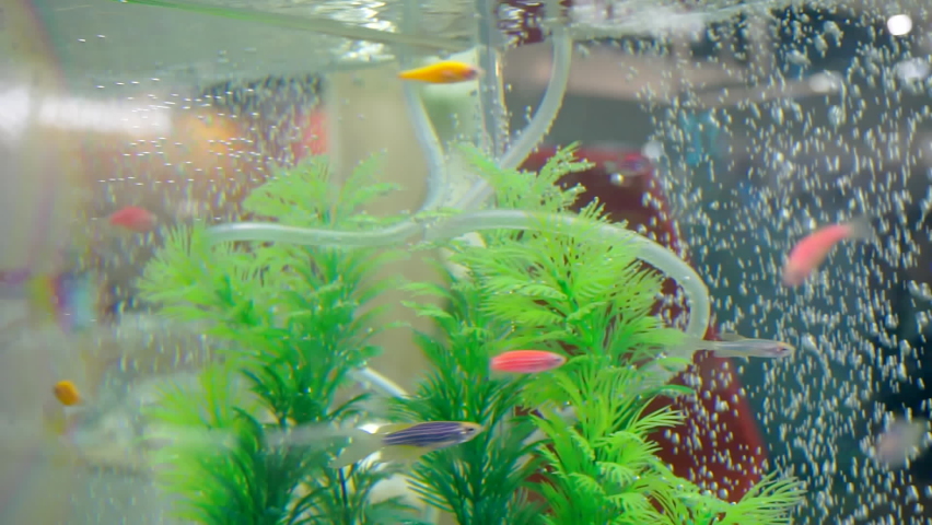 small fish tank designs