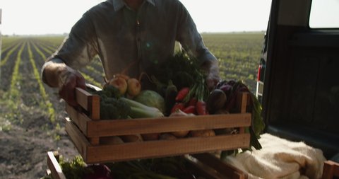 Worker on farm putting boxes with fresh vegetables in trunk of truck. Food supplier delivering fresh harvested crops to market - agriculture, logistics 4k footage