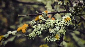 Lichen on branches moving in the wind. Close up macro shot. 4K resolution. Shallow depth of field. Natural background.