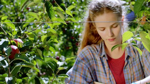 Attractive country lady in the apple orchard collecting the ripe and fresh apple from the tree very concentrated. 4k