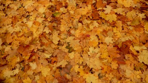 Orange Foliage on the Ground. Walking in the Forest or Park in Autumn. Fallen Leaves of Maple Tree. Autumn Palette. Background of Yellow Fallen Leafs. Nature in Fall. Slow Motion. Close Up. Seasone