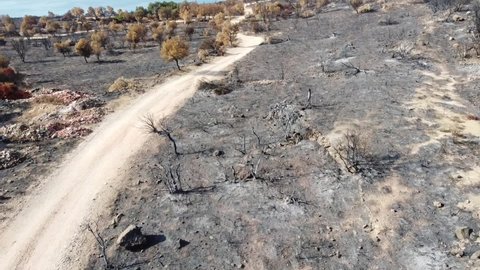 Overflight with a drone over a burnt forest landscape on the Turkish Aegean Sea. Ashes, destruction and burnt areas can be seen from a bird's eye view