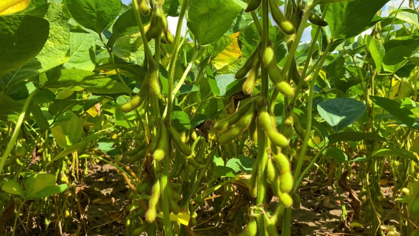 Young green soybean plants on soy bean cultivated field. Agricultural soy plantation background. Royalty-Free Stock Footage #1061141506