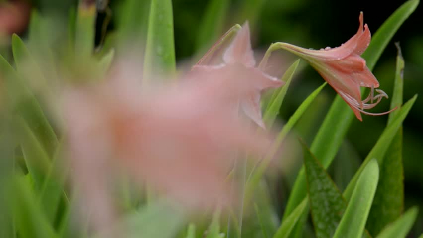 Coral Pink Lily Focus Pulls