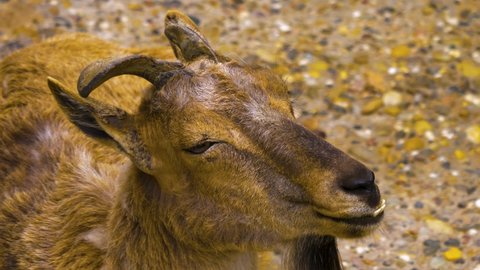 Close up of a markhor goat head.