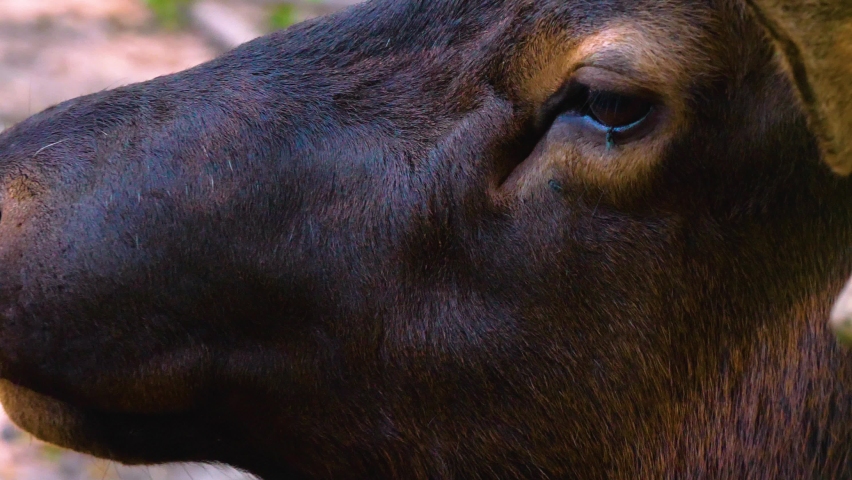 Close up of an Altai wapiti deer elk head and eye in the woods in spring.