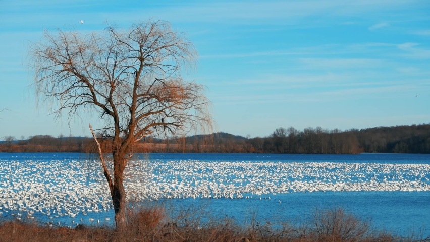 Snow goose at Middle Creek Natural reserve in Pennsylvania, USA