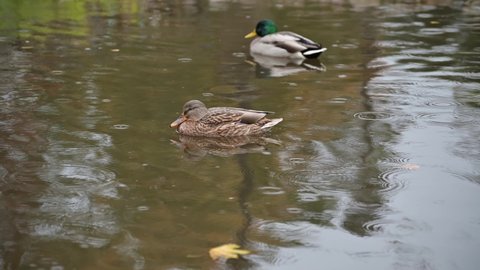 wild ducks swim in the pond during the rain in the city autumn park.
