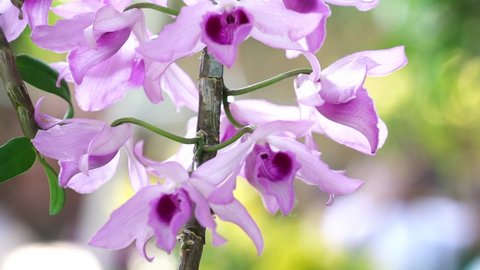 Dendrobium Aphyllum orchids flowers bloom in spring adorn the beauty of nature, a rare wild orchid decorated in tropical gardens