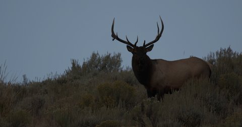 Rocky Mountain Elk Bull Adult Lone Calling Bugling Autumn Skyline Ridgeline Hilltop