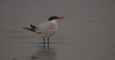 Common Tern Lone Standing Looking Around Autumn Dawn Morning