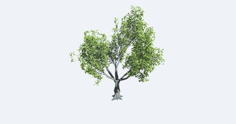 Tree growth animation sequence. Oak tree growth sequence. 