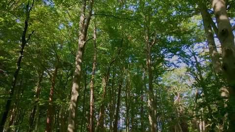 Moving through an old dense forest with tall trees and green foliage. 4K aerial video.