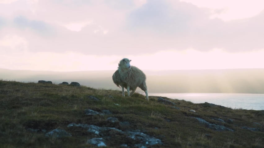 Sheep on a windy hill top in Faroe Islands