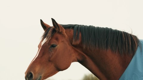Thoroughbred Horse With A Shortened Or Pulled Mane Looking Around Its Environment. - medium shot