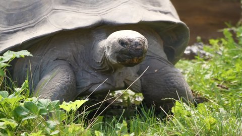 4K - Giant Galapagos tortoise moves on a camera