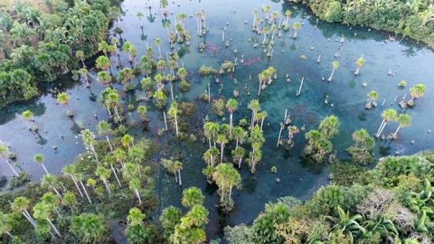 Aerial view of nature scene with beauty palm trees in lagoon at sunny day. Great landscape. Pantanal rainforest. Palm trees in lagoon at Pantanal Brazil. Nature scene. Wild life Amazon pantanal.