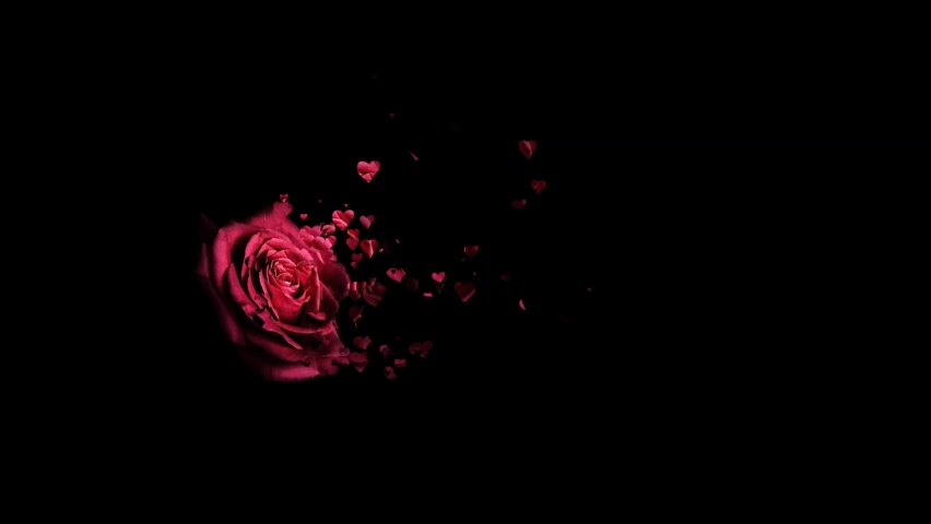 Red rose petals falling 3D concepts - Beautiful Red blossoms Rose flower falling petals on spring season with shape of the heart (Simple of love) footage. Spring season flowers. Royalty-Free Stock Footage #1061162230
