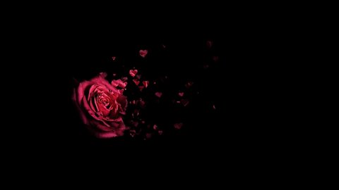 Red rose petals falling 3D concepts - Beautiful Red blossoms Rose flower falling petals on spring season with shape of the heart (Simple of love) footage. Spring season flowers., videoclip de stoc