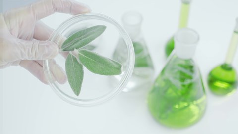 Green leaves in petri dishes. Research of medicinal properties of plants. Natural cosmetics production. Obtaining a natural extract. Flasks with plants and algae.