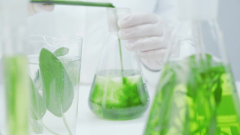 Laboratory technician mixes the green reagent with liquid in flasks. Research of medicinal properties of plants. Natural cosmetics production. Obtaining natural extract. Flasks with plants and algae.