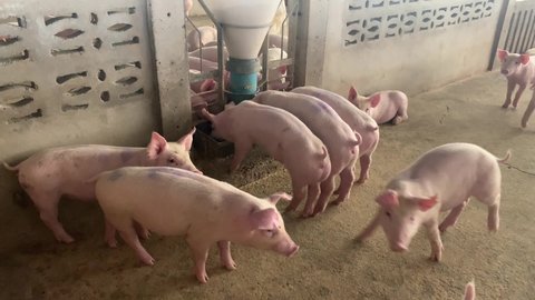 Fattening pigs are happily vying for food from the automatic feeders of the large modern swine farms.