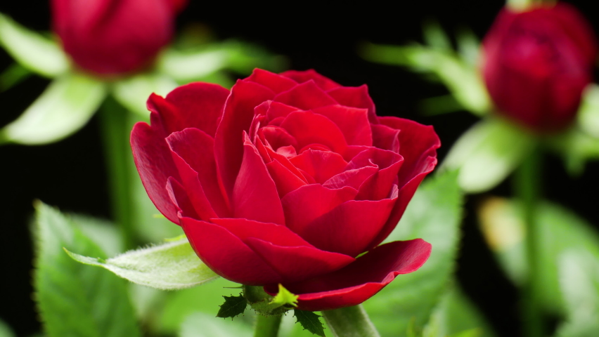 Beautiful opening Red rose on Black background. Petals of Blooming pink rose flower open, time lapse, close-up. Holiday, love, birthday. Bud closeup. Macro. 4K UHD video timelapse | Shutterstock HD Video #1061167342