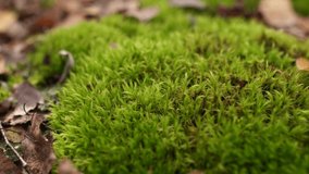 Closeup view 4k video of details of landscape of beautiful sunny golden fall forest. Fresh green foliage of wild moss growing outside in wood.