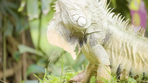 Green Iguana with Yellow Paws is Eating Grass in a Garden in Medellin, Colombia
