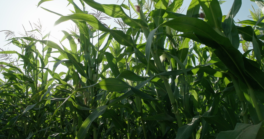 Cornfield. The movement in the corn field on the background of bright sunlight . Royalty-Free Stock Footage #1061174779