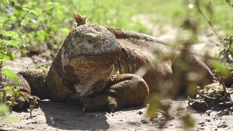 Yellow Land Iguana Resting on Green Vegetated Ground of the Galapagos Islands
