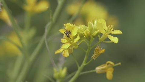 Black Native Australian Stingless Bee on a Yellow Mizuna Flower - Close up