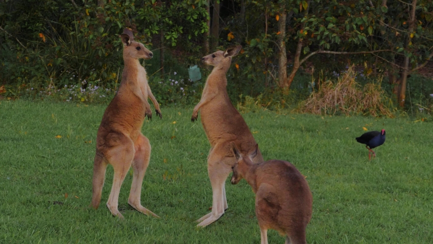 kangaroos-fighting-image-free-stock-photo-public-domain-photo-cc0