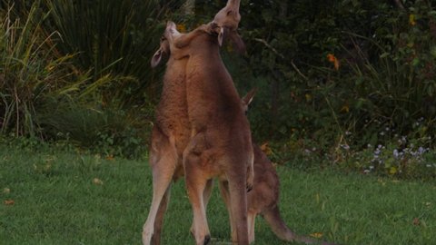 Three Young Eastern Grey Kangaroos Fighting By Sparring - Kangaroos Punching And Kicking - Gold Coast, QLD, Australia. -wide shot