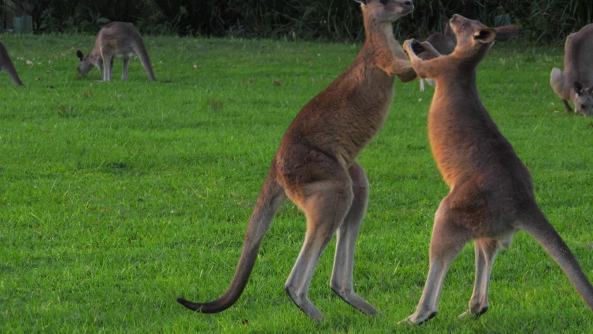 Kangaroos Fighting image - Free stock photo - Public Domain photo - CC0 ...