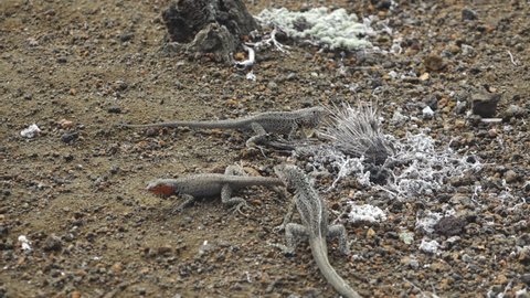 Lava Lizards Chasing Each other in Slow Motion on Rocky Ground of Bartolome Island, Galapagos