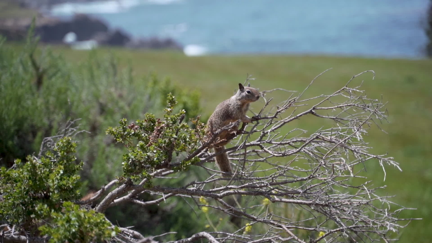 Squirrel hanging onto tree branch, watching for predators, close up