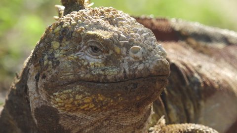 Land Iguana Closeup Portrait with Spiky Yellow Skin in the Galapagos Islands