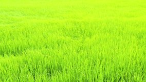 Footage video 4k rice field agriculture farmland aerial view 
