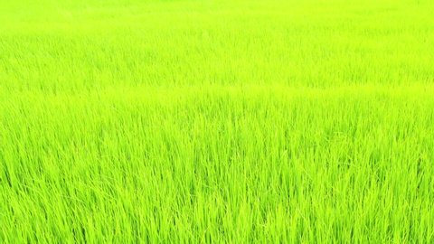 Footage video 4k rice field agriculture farmland aerial view 
