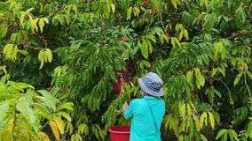 Gardeners are collecting coffee beans from the plant.  Video clip of the gardener working in the coffee plantation