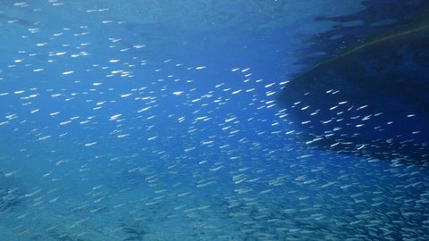 silverside fish scenery underwater sun beams sun rays underwater mediterranean sea sun shine relaxing ocean scenery