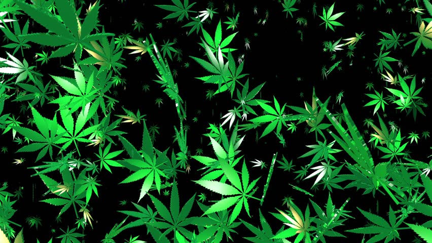 Flying Cannabis Leaves On Black Stock Footage Video (100% Royalty-free