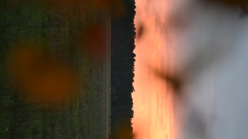 Sunset over cow meadow - vertical video