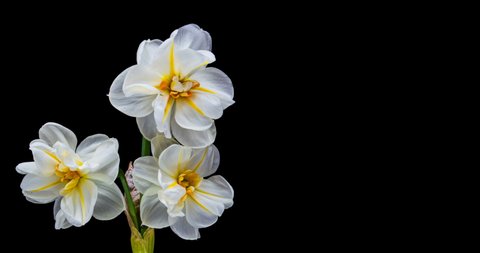 Narcissus. Blooming of beautiful white and yellow flowers on black background, Daffodil. Timelapse. 4K