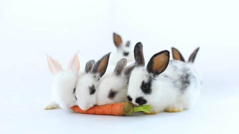 A healthy Lovely bunny easter fluffy brown rabbit eating food, vegetables, carrots on white background, 1 month old rabbit. selective focus. Animal concept.