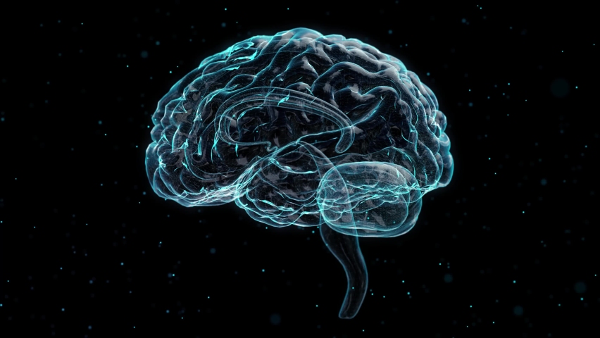 Rotating Human Brain. Polygon Mesh Stock Footage Video (100% Royalty ...