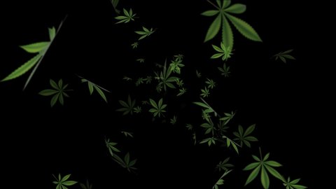 Falling cannabis leaves Marijuana leaf on black Loop background. 4K, alpha channel included. Marijuana, Cannabis, recreational drugs, Marijuana, weed, herb, leaf, ganja, sativa, joints