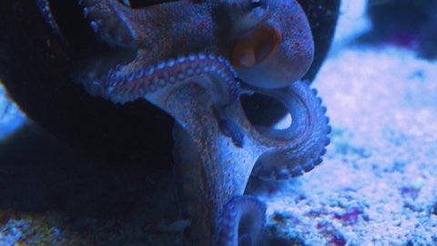 An octopus moves on the ground around a hollow container, and then climbs in.