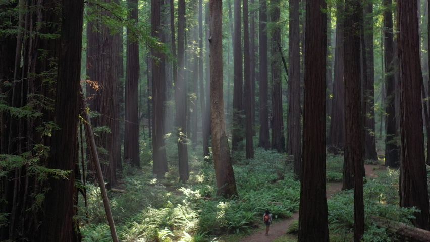 Sunlight shines in a beautiful old-growth Redwood forest in Humboldt, California. Redwood trees, Sequoia sempervirens, are among the tallest and most massive tree species on the planet. Royalty-Free Stock Footage #1061191858